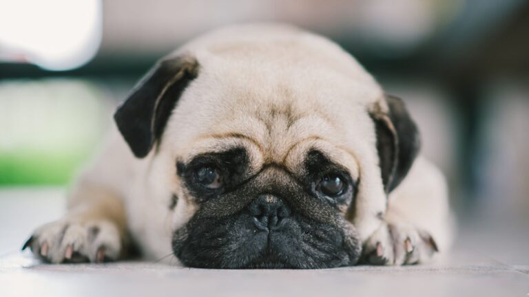 22 Affectionate Dog Breeds That Have A Hard Time Being Alone