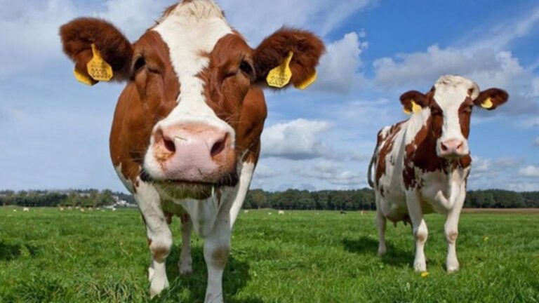 22 Animals That Show Remarkable Human-Like Empathy