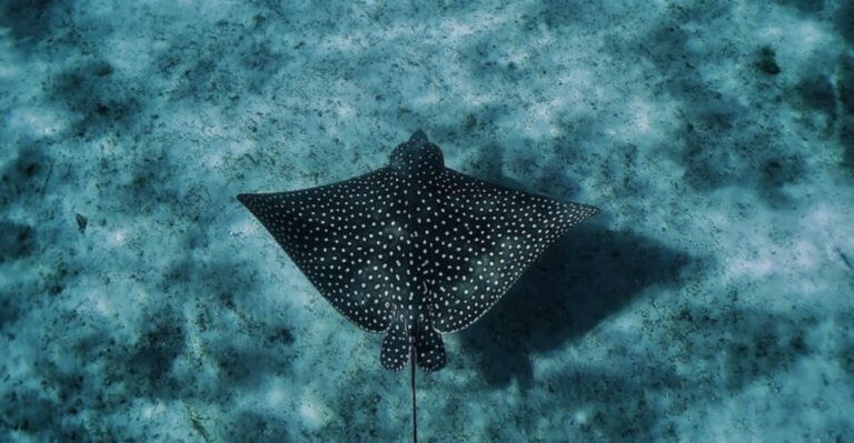 22 Curious Sea Creatures Of The Caribbean Islands