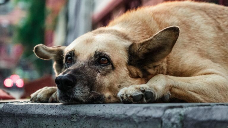 22 Dog Breeds Often Returned To Shelters (But They Deserve A Loving Forever Home)