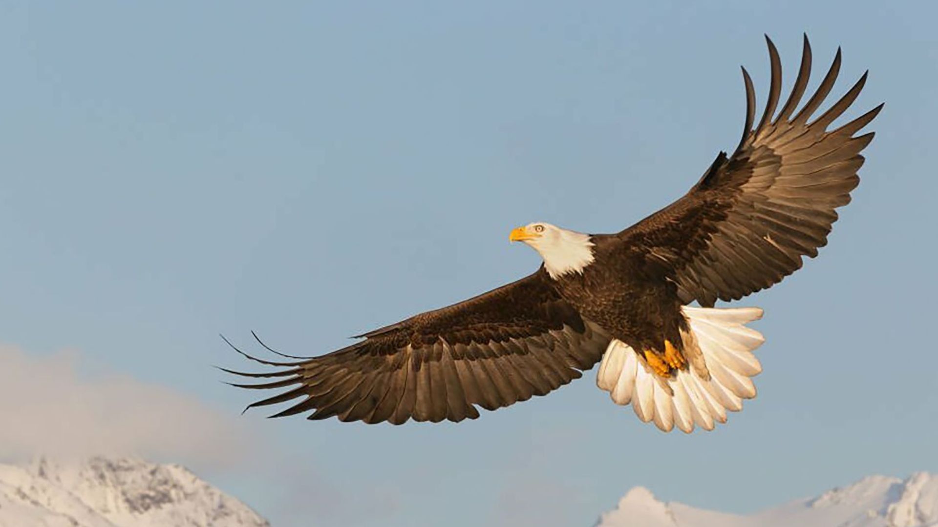 22 Legendary Animals That Embody America’s Fierce And Free Spirit