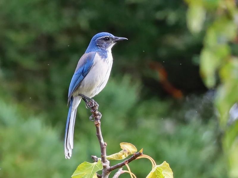 California Scrub-Jay