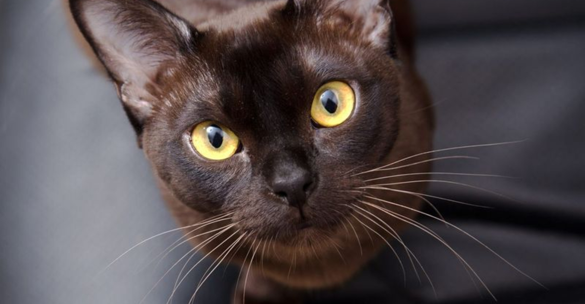 23 Brown Cat Breeds That Are Turning Heads