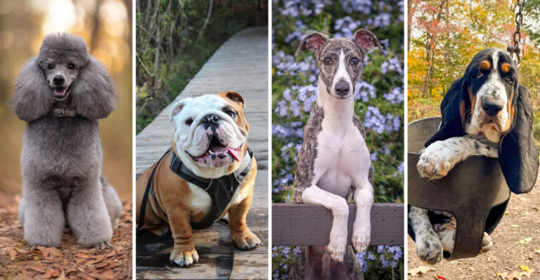 23 Low-Maintenance Dog Breeds Of All Sizes For First Time Pet Parents