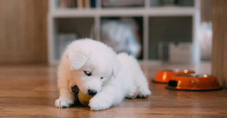 23 Must-Have Accessories For Dog Owners
