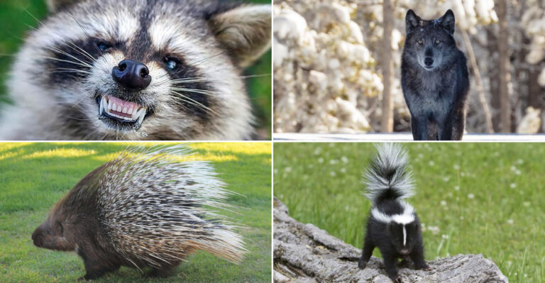 24 Dangerous Animals That Every Dog Owner Should Watch Out For