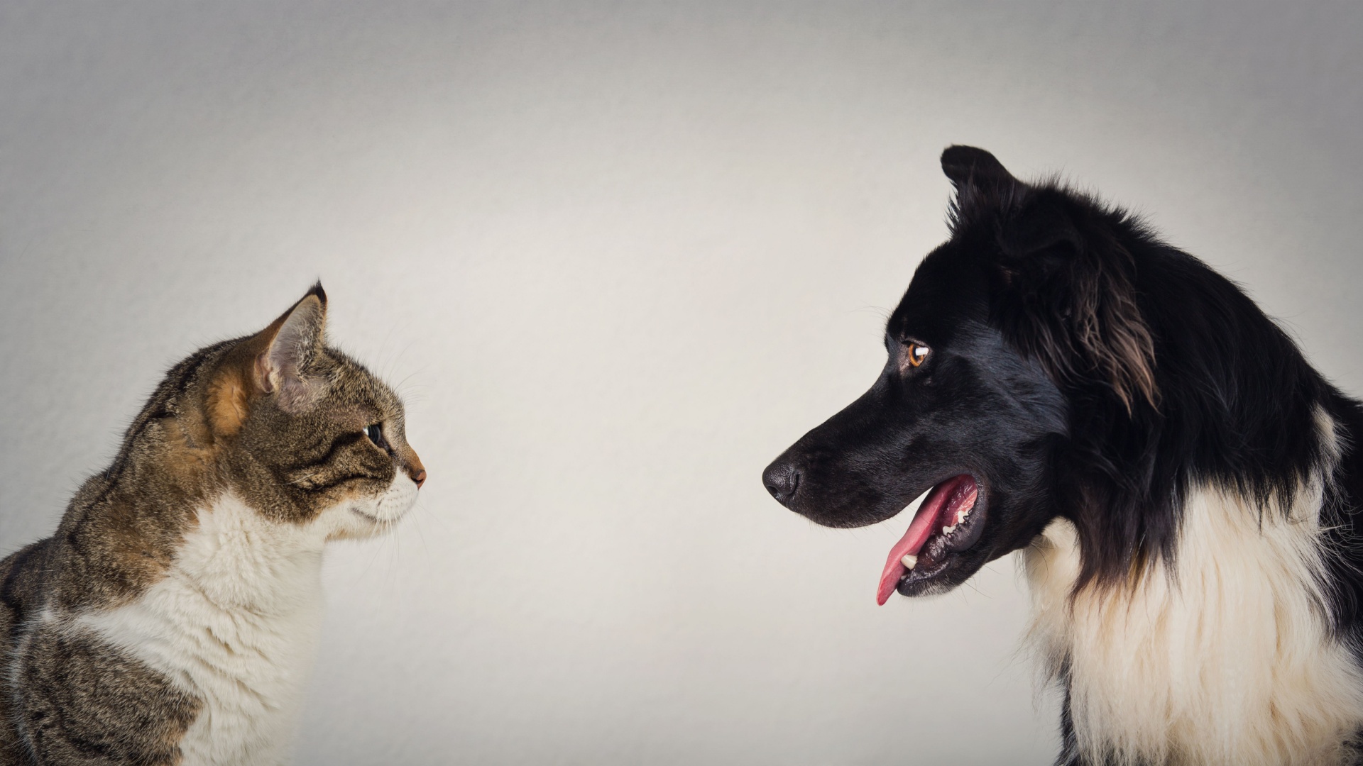 24 Dog Breeds That Just Don’t Get Along With Cats