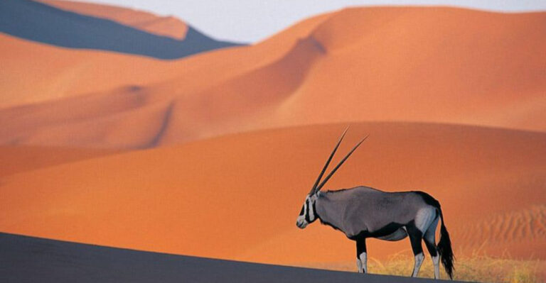 24 Magical Places To Encounter Nocturnal Wildlife Up Close
