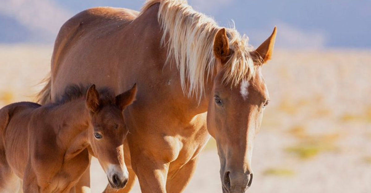 24 Rare Horse Breeds At Risk Of Extinction From Climate-Driven Habitat Loss