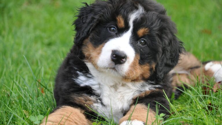 25 Dog Breeds Who Make The Best Judges Of Character