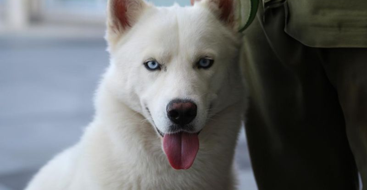 25 Fearless Dog Breeds Strong Enough To Take On A Wolf