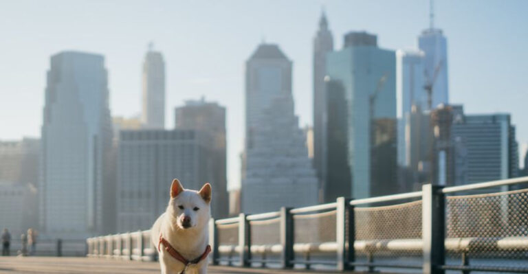 26 Top Pet-Friendly Cities In The U.S. For 2025