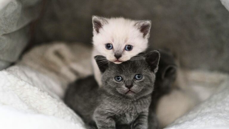 28 Gray And White Cat Breeds We Can't Help But Love (Full List With Pictures)
