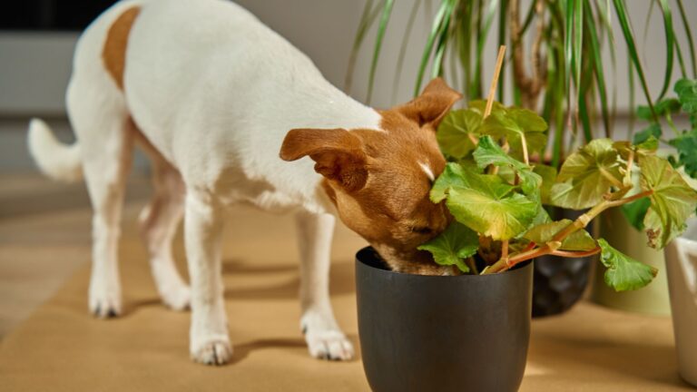 28 Pet-Safe Plants That Will Brighten Up Your Home Without Worry