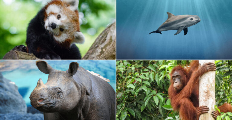 30 Most Endangered Animals That Need Our Help