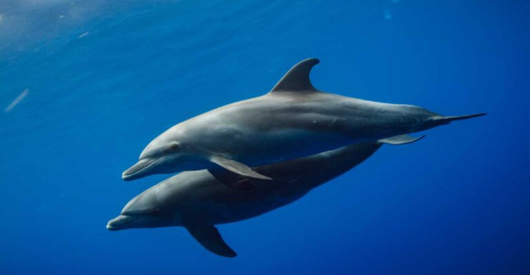 6 Reasons Why Wild Dolphins Go Out Of Their Way To Save Humans