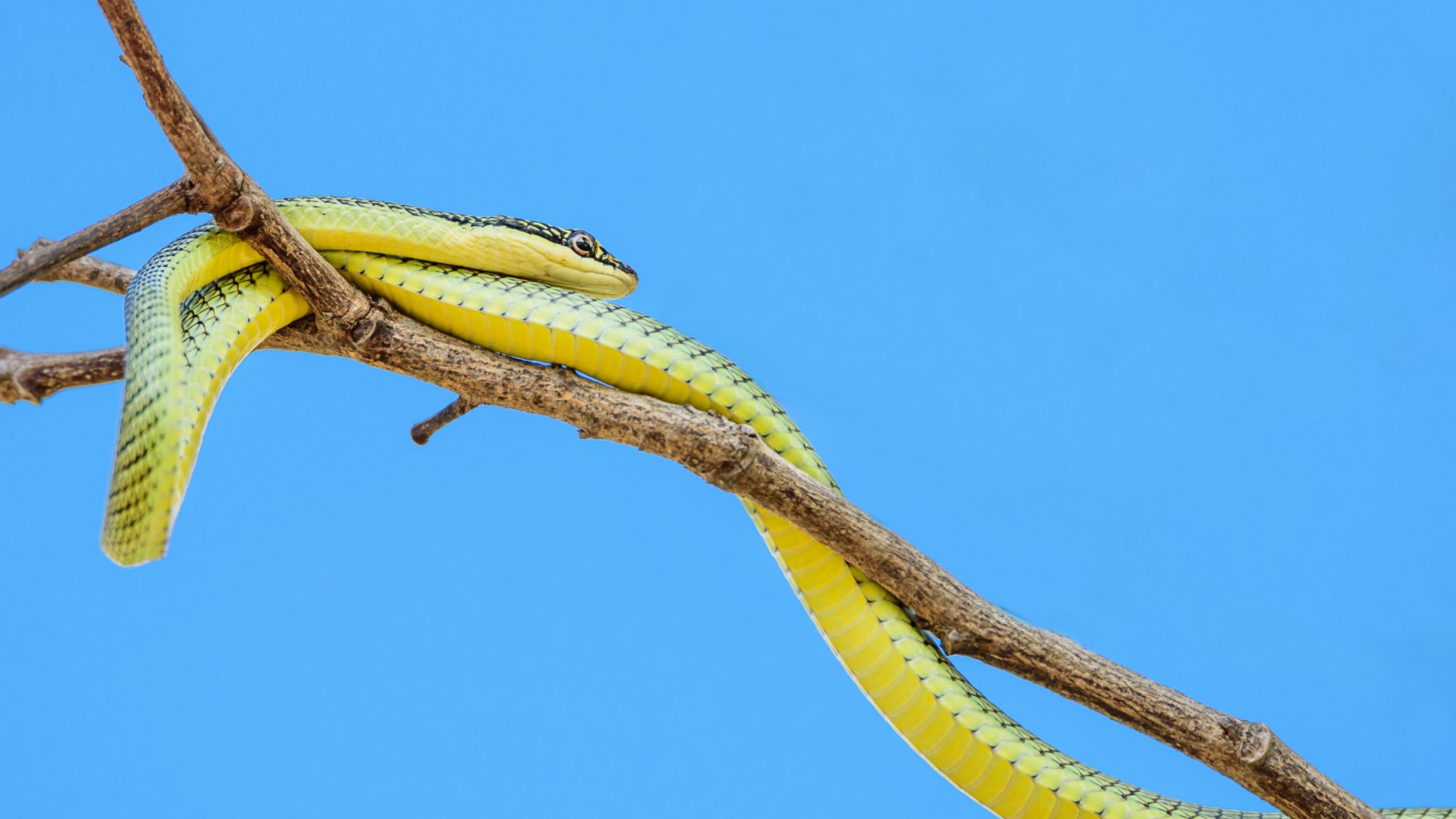 5 Flying Snake Species And Where To Spot Them