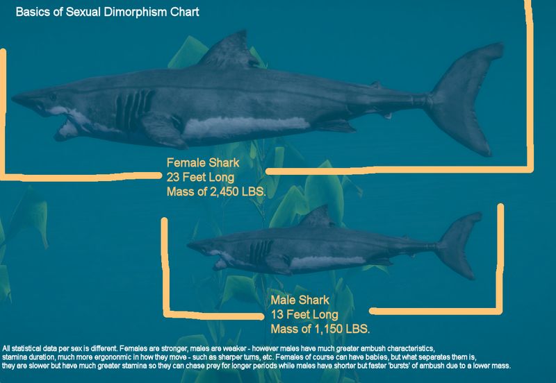 Size Variations