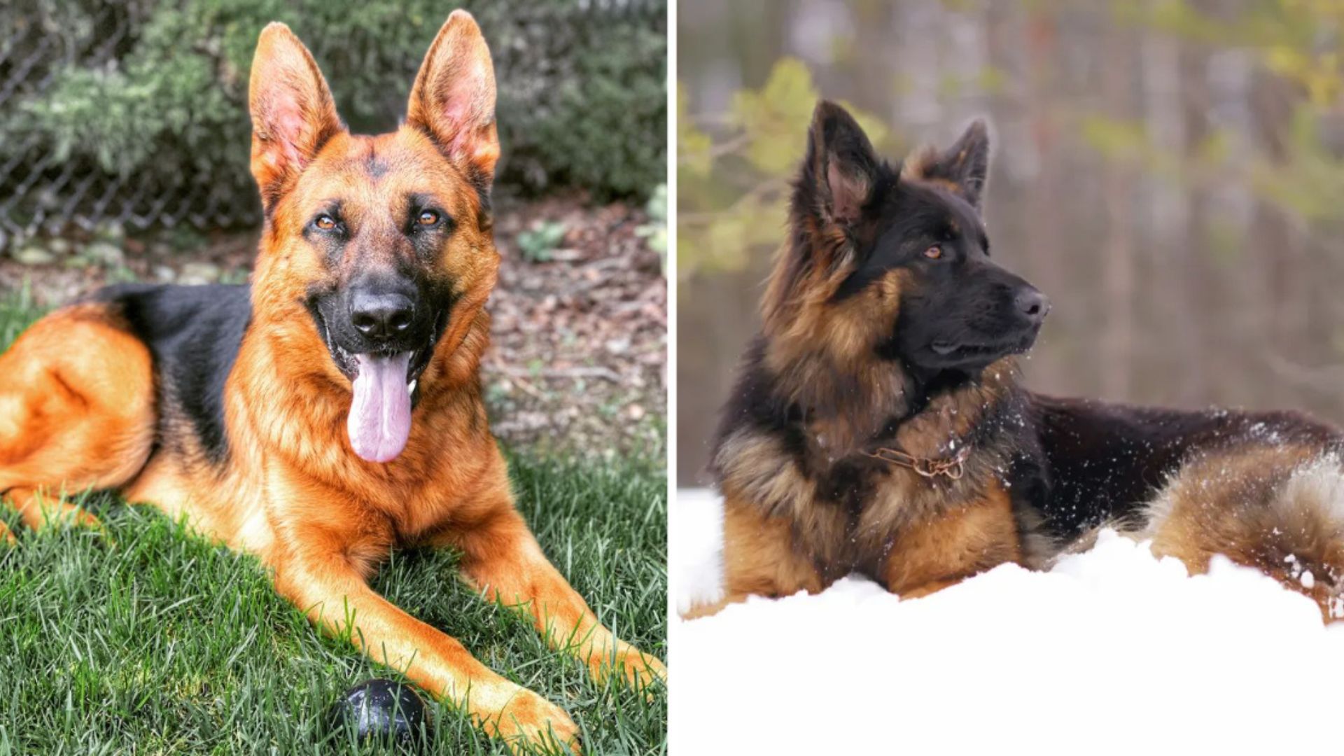 5 Types Of German Shepherds – Which One Is Your Favorite