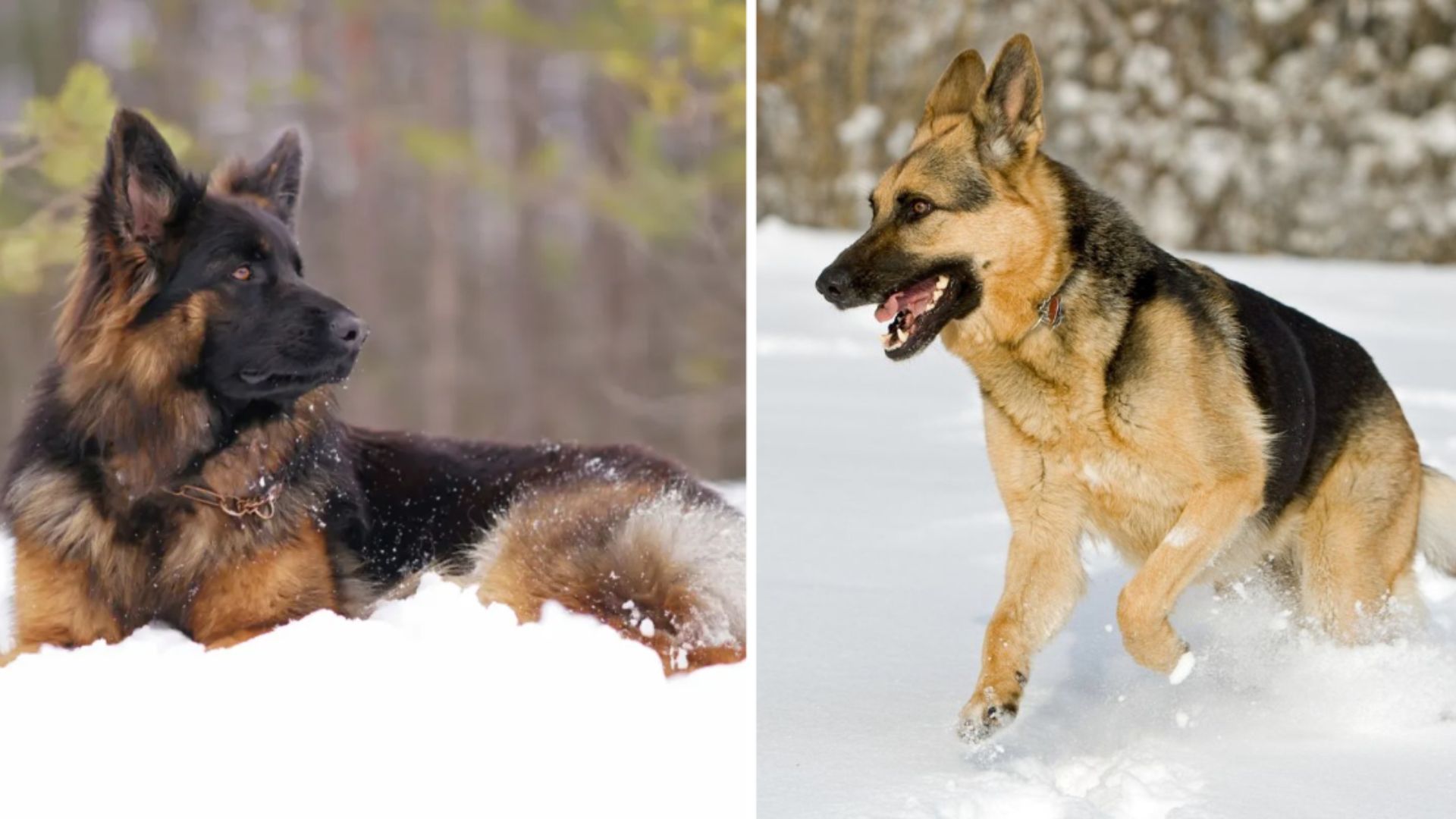 5 Types Of German Shepherds – Which One Do You Love Most