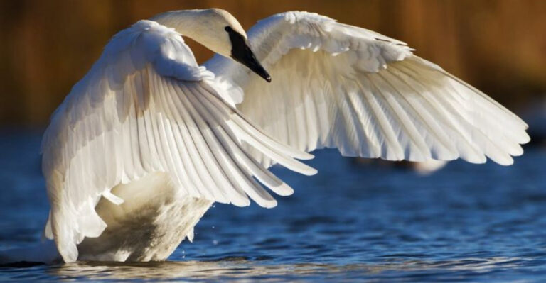 50 Creatures And Their One Superpower That Defines Them