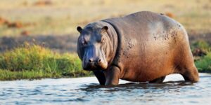8 Bizarre Animal Mating Rituals That Will Shock You