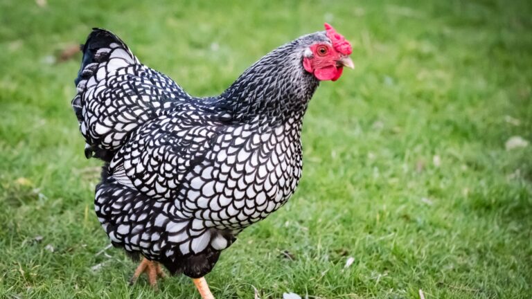 6 Chickens With The Most Colorful Feathers (And 6 With Simple Yet Gorgeous Coats)