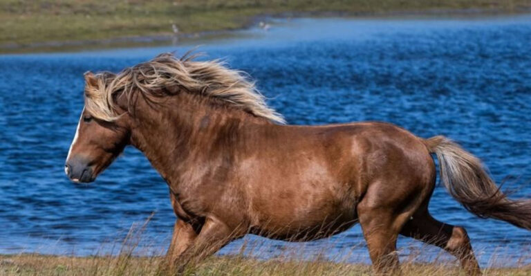 6 Places In The South Where You Can Still See Wild Horses