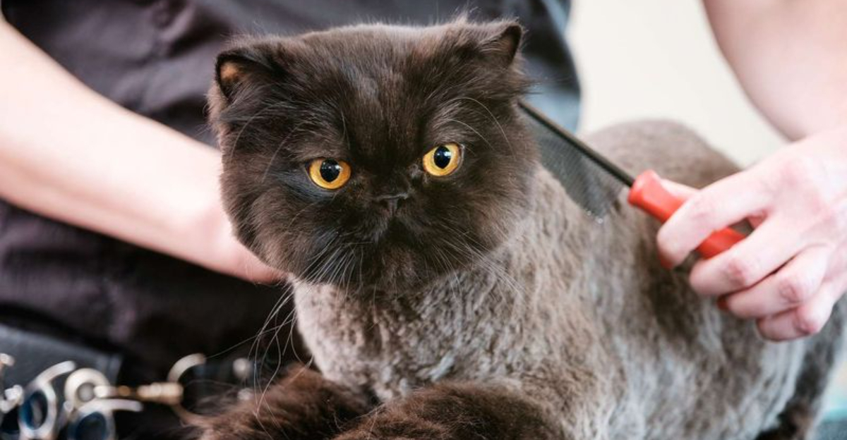 6 Pros And Cons Of Owning An Exotic Shorthair Cat