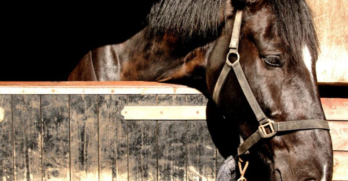 6 Signs That Your Horse May Be Unhappy