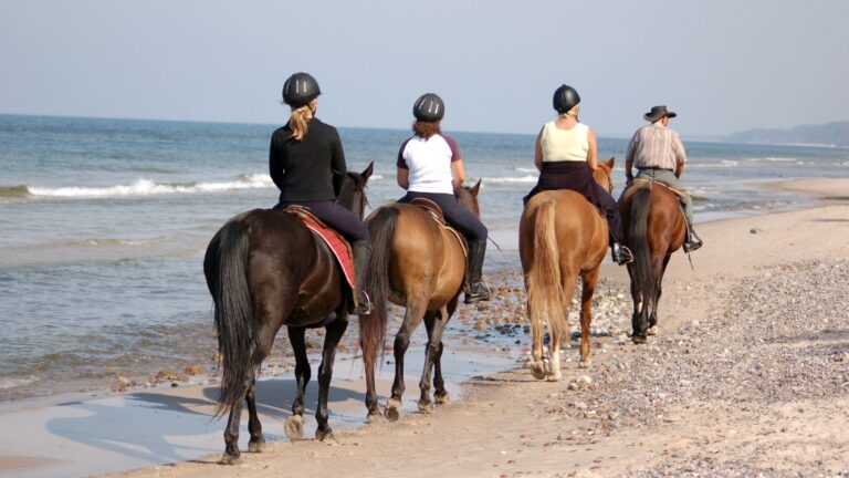 6 Things To Teach Your Trail Horse (And 4 Trail-Training Exercises)