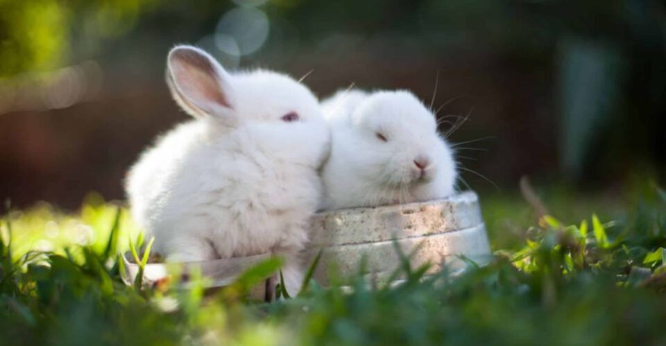 6 Ways To Show Your Pet Rabbit You Love Them (In A Way They Can Understand)