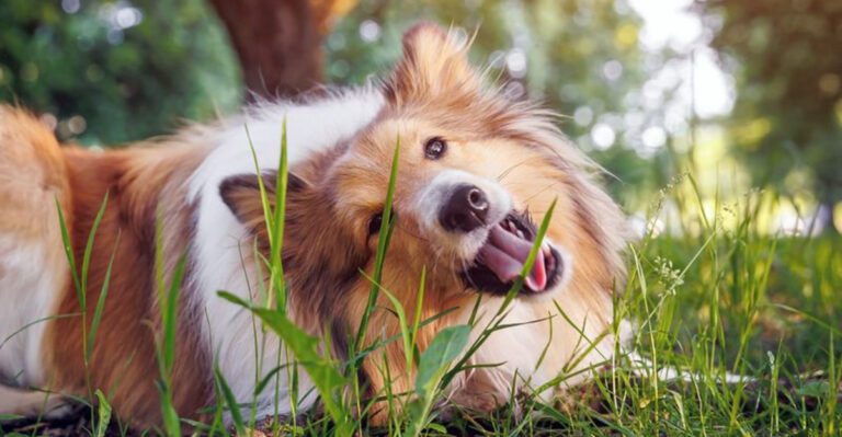 7 Common Myths About Dogs