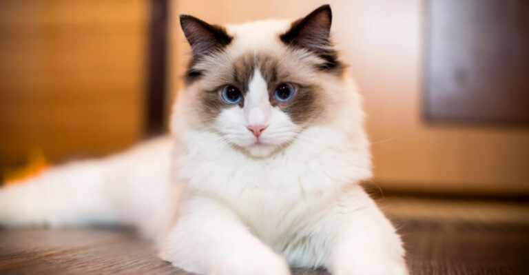 7 Most Popular Cat Breeds In America