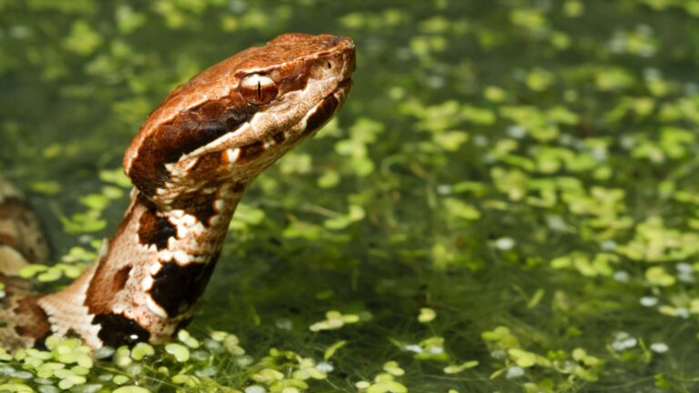 7 Most Threatening Animals Found In Texas Lakes And Rivers