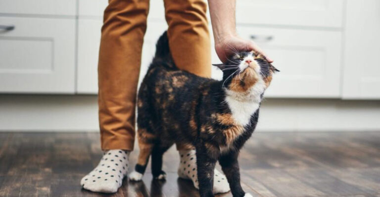 7 Reasons Your Cat Rubs Against You (It’s Not Just Affection!)
