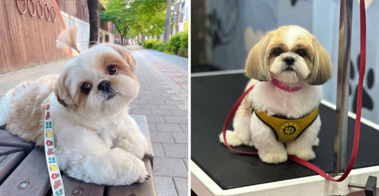 7 Things You Didn't Know About Shih Tzus