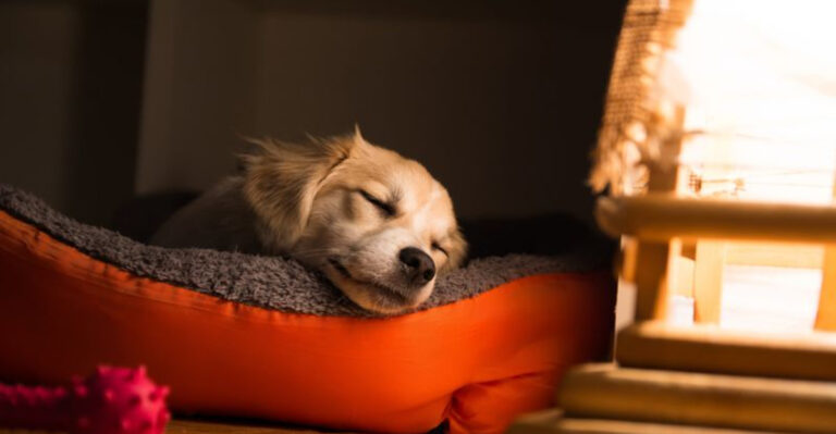 7 Tips To Make Your Puppy's First Night At Home Easier