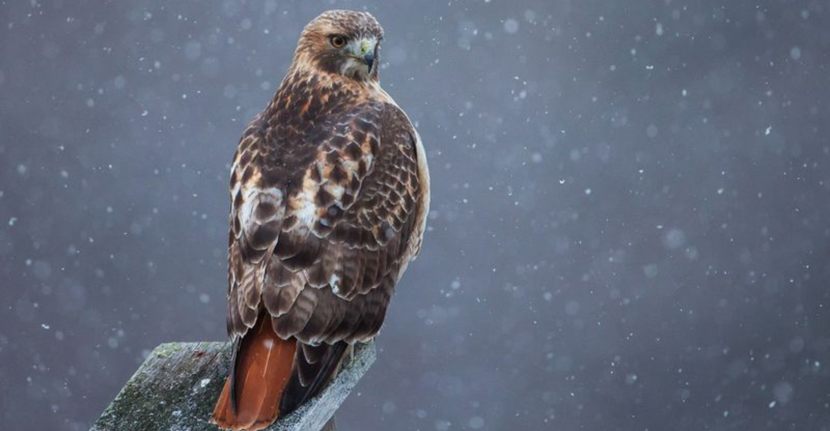 7 Types Of Hawks In Virginia — With Pictures!