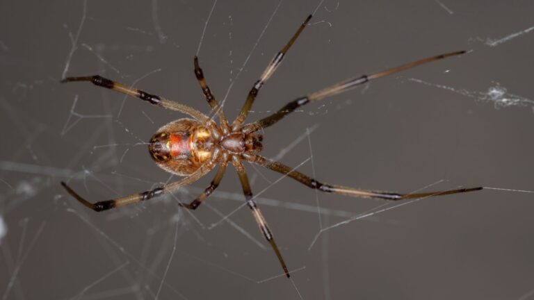 7 U.S. States With Most Venomous Spiders Every American Should Know About