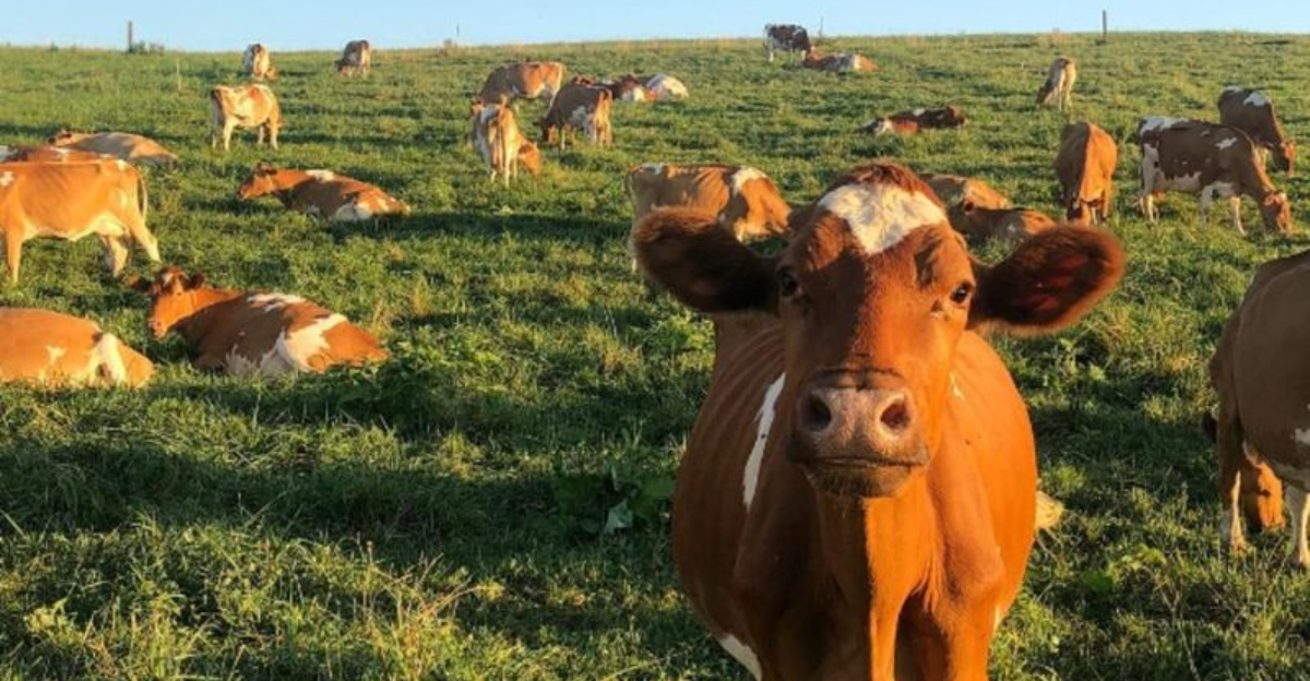 7 Ways Cows Have Contributed To Human Society Beyond Dairy And Meat