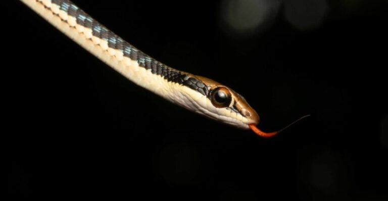 7 Flying Snake Species And Where To Spot Them