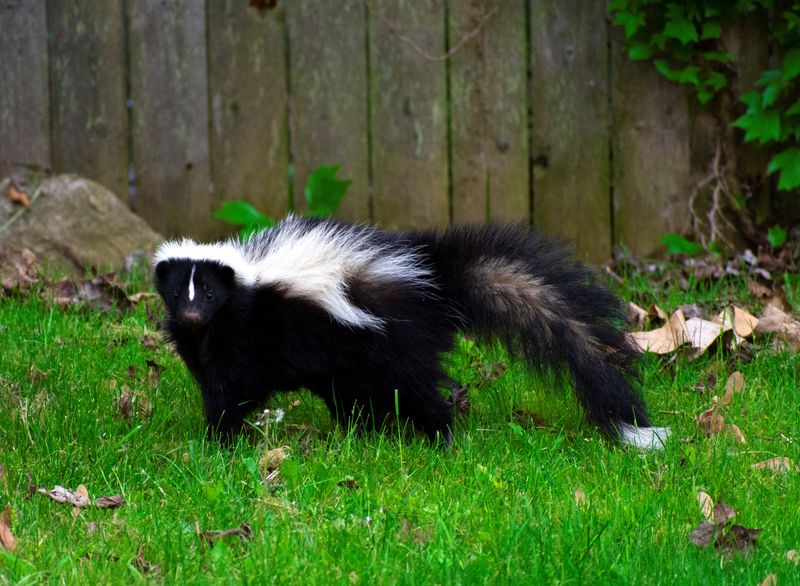 7. Build a Skunk-Proof Fence