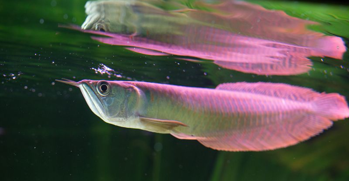 8 Aquatic Creatures That Should Never Be Kept In Home Tanks (No Matter The Size!)