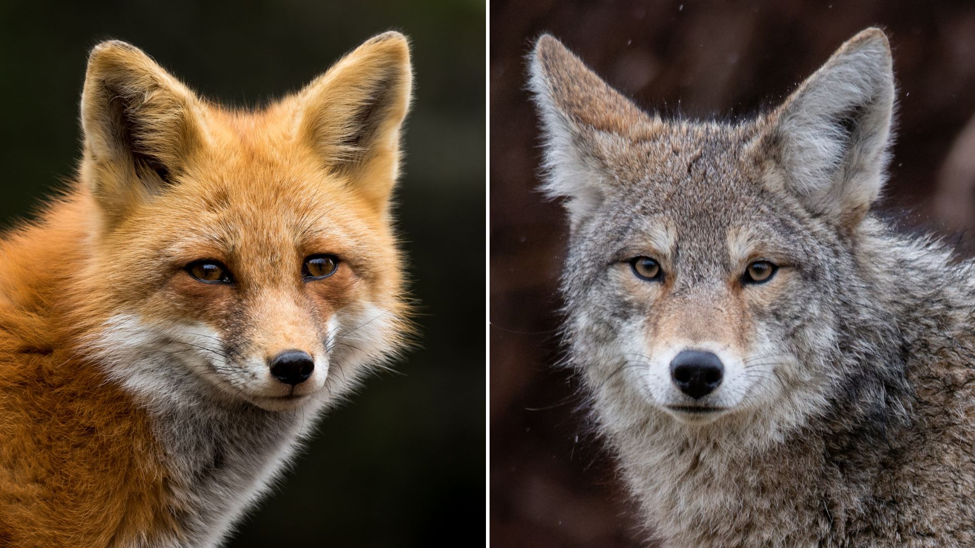 8 Key Differences Between A Fox And A Coyote