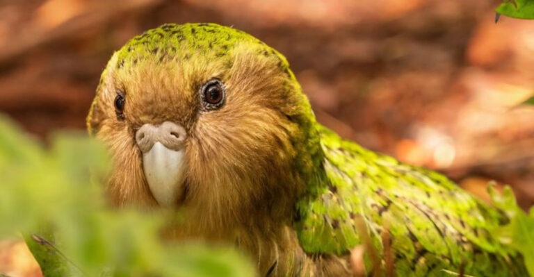 8 Shocking Truths About The Endangered Kakapo, The World’s Strangest Parrot