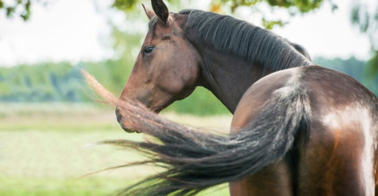 8 Signs That Your Horse Is Uncomfortable (And 8 Ways To Help Them Relax)