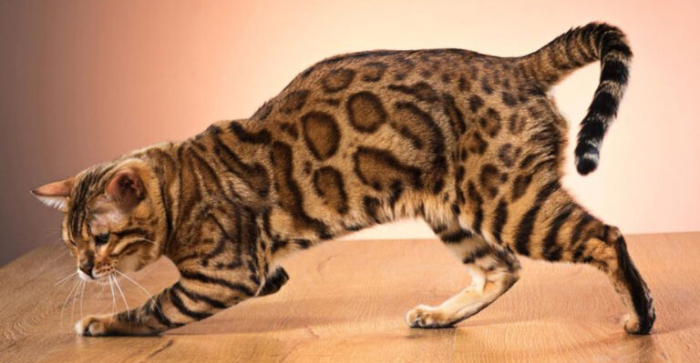 8 Surprising Factors That Shape A Cat’s Fur Patterns