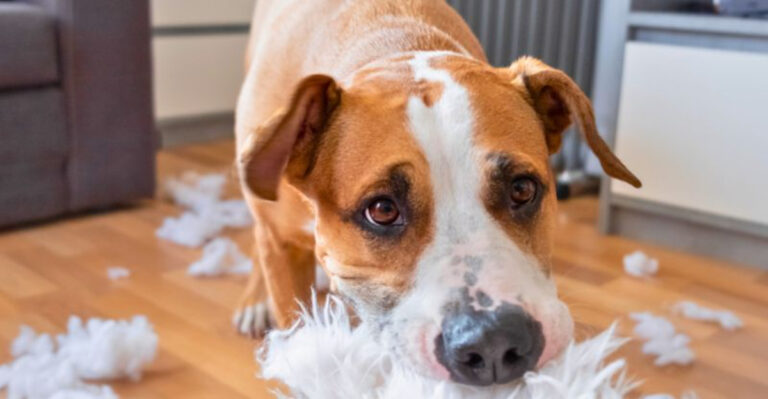 8 Things No One Tells You About Having Your Dog Inside The House