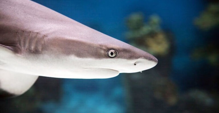 8 Tips For Keeping Your Pet Shark Safe And Happy In A Home Aquarium